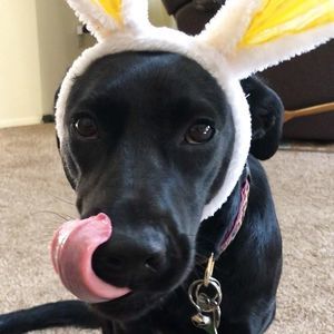 Meet your Posher, Pat